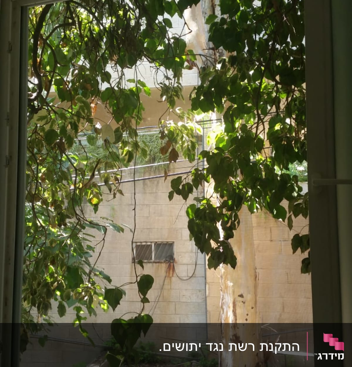 מסגרת חלון אלומיניום עם צמחייה בחוץ